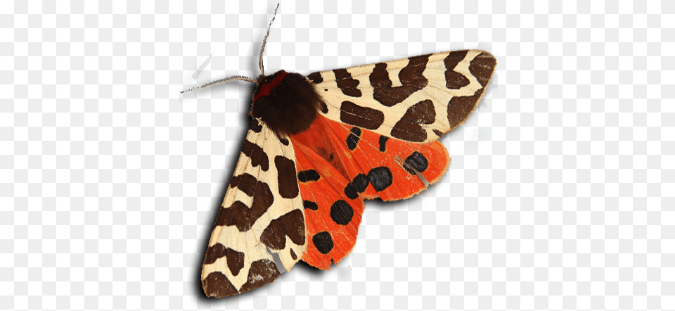 Tiger Moth Garden Tiger Moth, Animal, Butterfly, Insect, Invertebrate Free Png Download