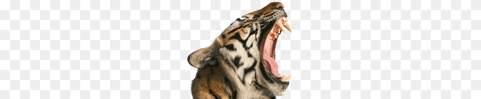 Tiger Open Mouth, Animal, Mammal, Wildlife Png Image