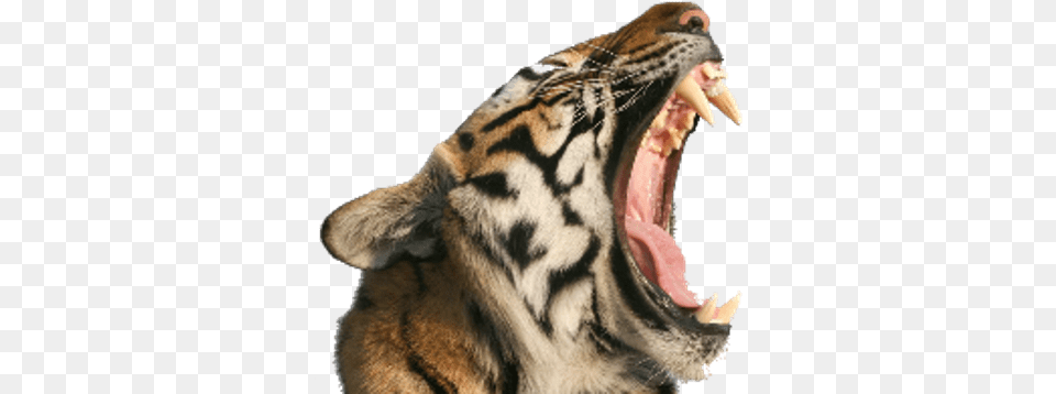 Tiger Open Mouth Tiger Roaring Transparent Background, Animal, Mammal, Wildlife Free Png
