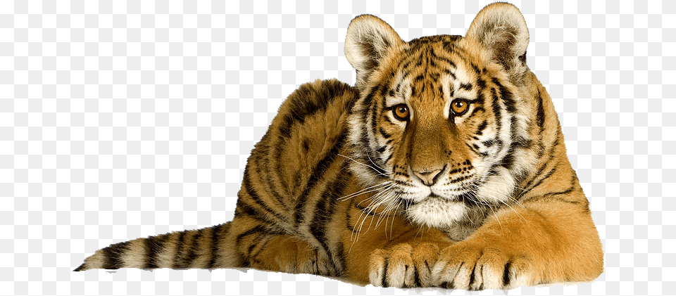 Tiger Photo Cute Tiger, Animal, Mammal, Wildlife Free Transparent Png
