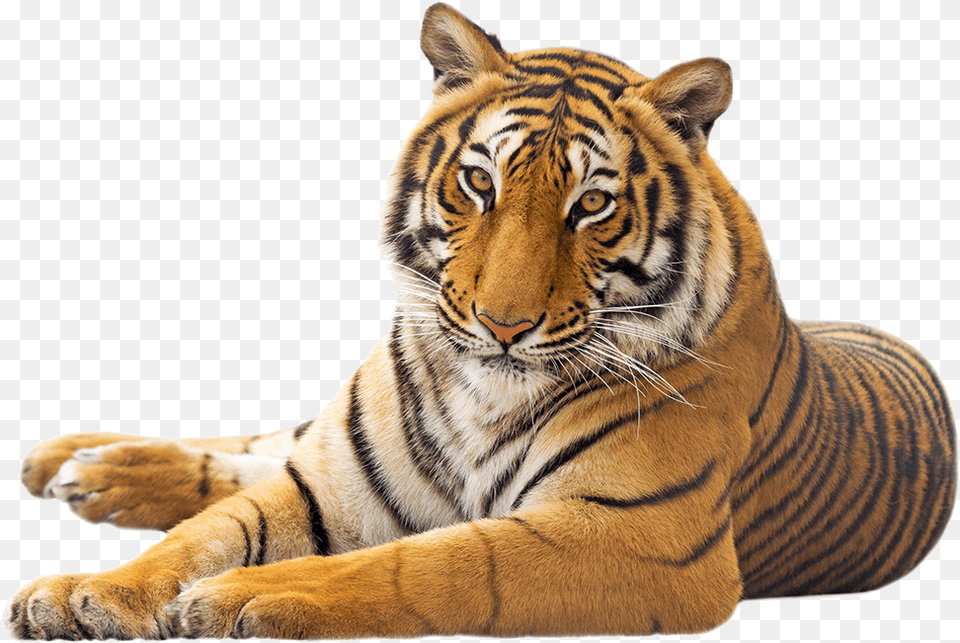 Tiger Photo White Background, Animal, Mammal, Wildlife Free Png