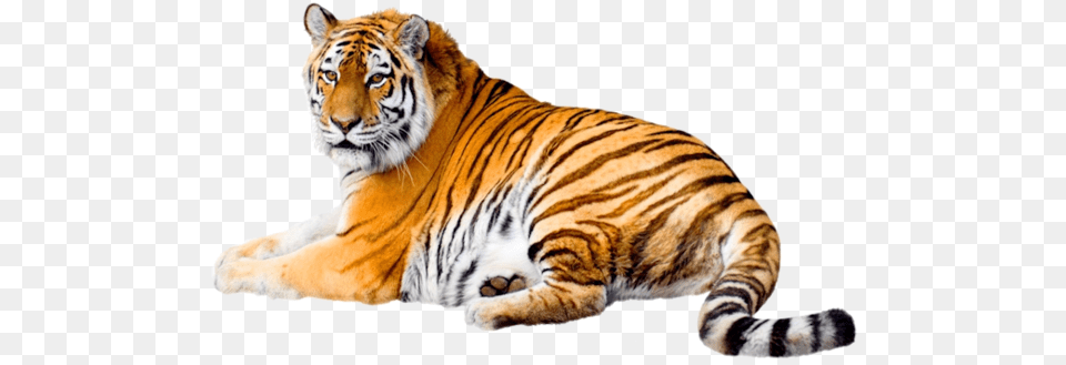 Tiger Pictures Tiger Images Clipart Animation Flash Tiger, Animal, Mammal, Wildlife Png