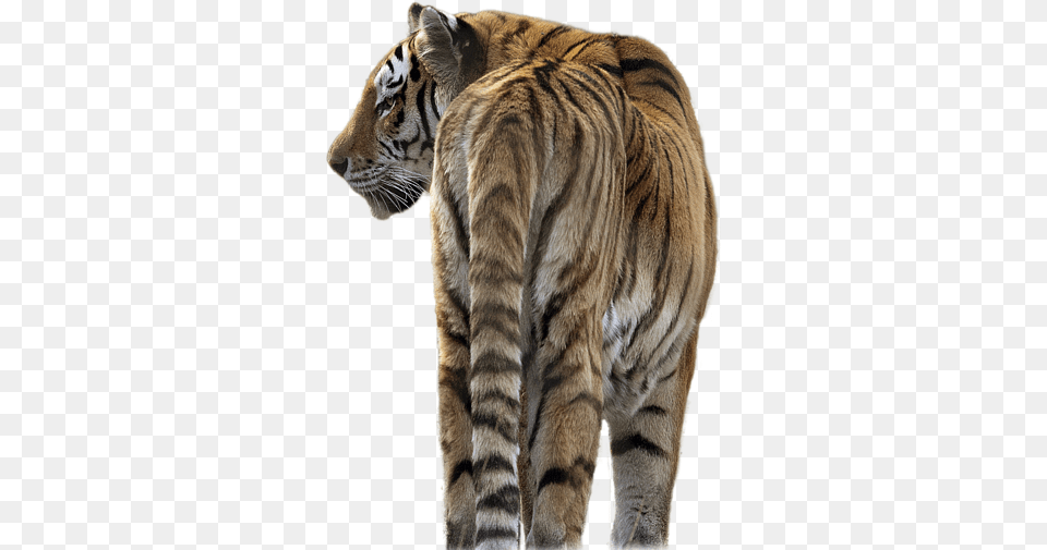 Tiger Playing Background, Animal, Mammal, Wildlife Free Transparent Png