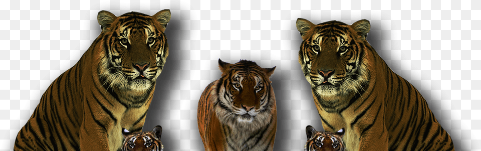 Tiger Pngpng, Animal, Mammal, Wildlife Png Image