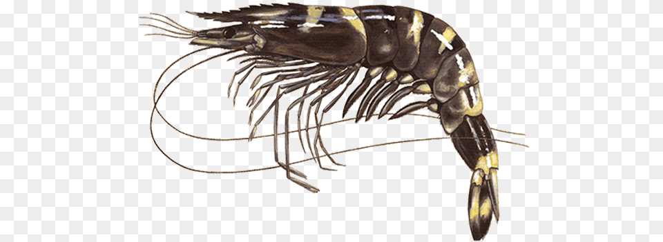 Tiger Prawn, Animal, Food, Invertebrate, Sea Life Free Png Download