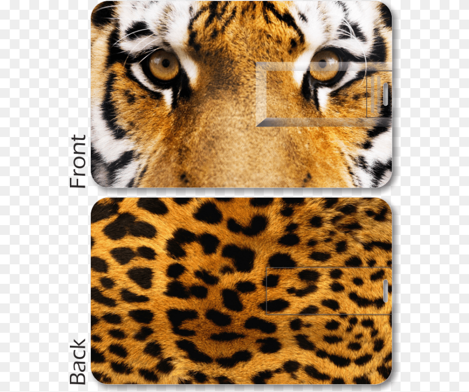 Tiger Print Card Pen Drive Cheetah Fur, Animal, Mammal, Wildlife, Panther Png Image