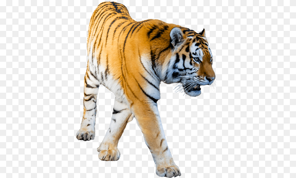 Tiger Prowling Background Image Format, Animal, Mammal, Wildlife Free Png Download