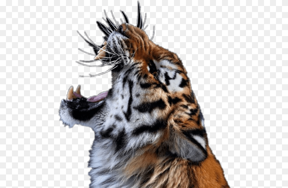Tiger Roar Animal Cats Bigcats Zoo Jungle Lsu Tiger Roar, Mammal, Wildlife Free Transparent Png