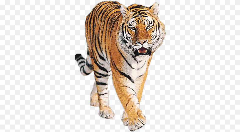 Tiger Roaring, Animal, Mammal, Wildlife Free Png