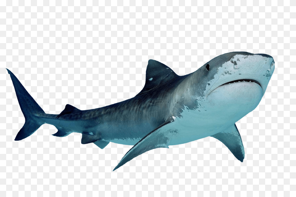 Tiger Shark, Animal, Fish, Sea Life Free Png Download