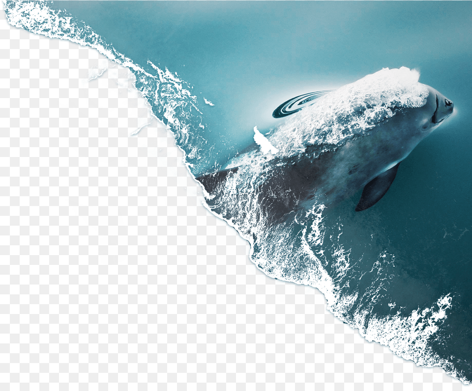 Tiger Shark, Sea, Water, Nature, Outdoors Free Transparent Png