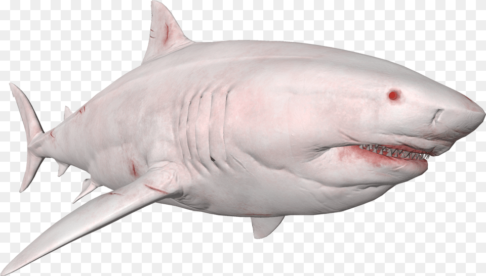 Tiger Shark, Animal, Fish, Sea Life Free Png