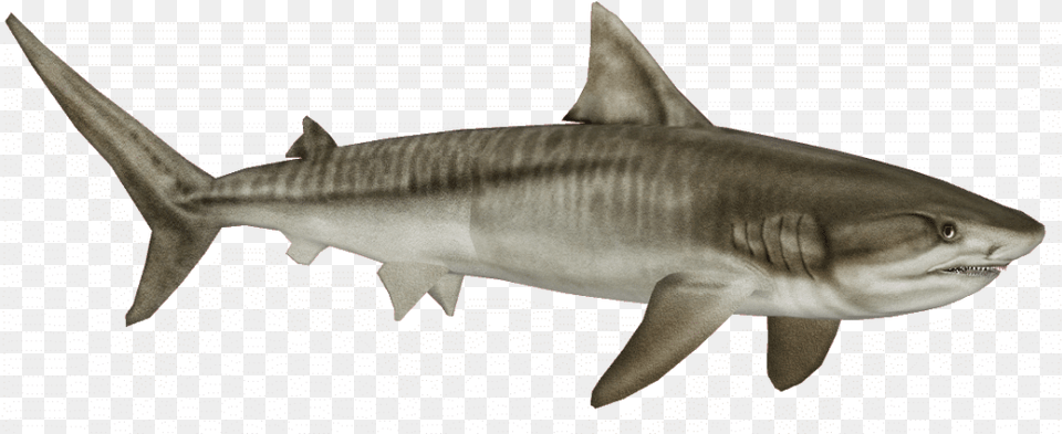 Tiger Shark, Animal, Fish, Sea Life Png