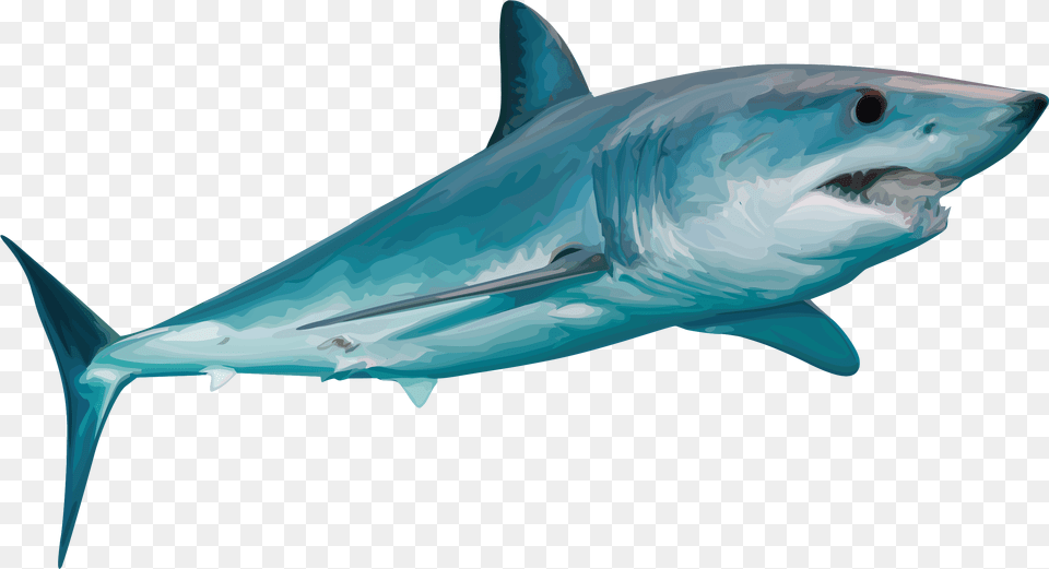 Tiger Shark, Animal, Fish, Sea Life, Great White Shark Free Transparent Png