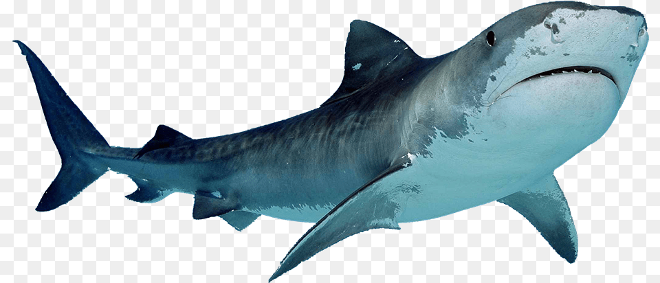 Tiger Shark Clipart Ocean Creature Shark, Animal, Fish, Sea Life Free Png