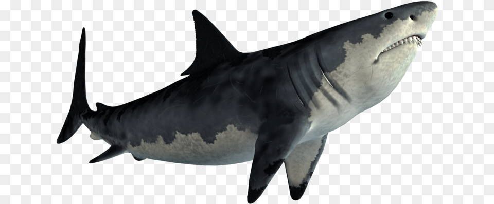 Tiger Shark Great White Shark Shark Jaws Shark, Animal, Fish, Sea Life, Great White Shark Free Png Download