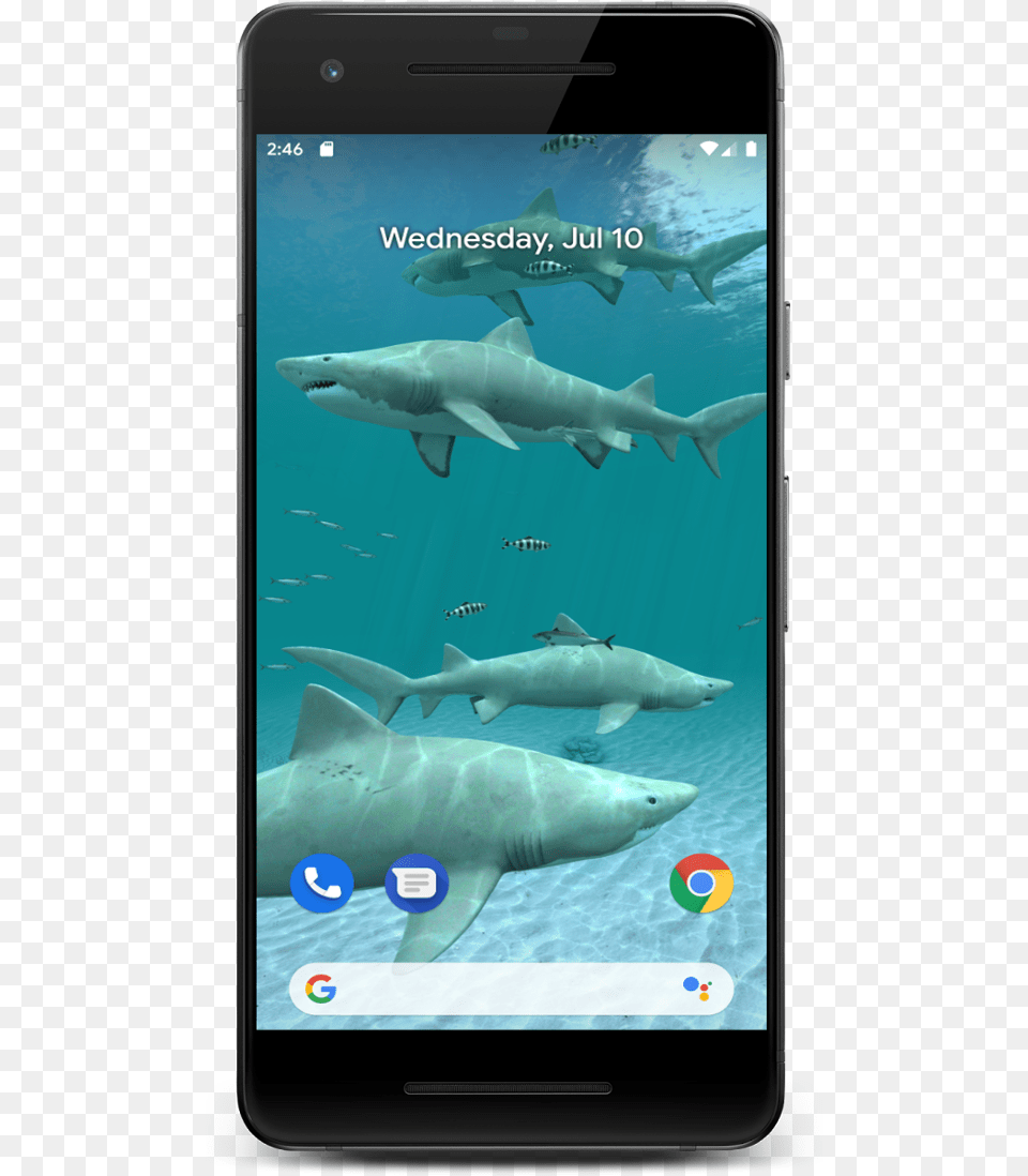 Tiger Shark Hd Wallpaper Amp Backgrounds Tiger Shark, Animal, Electronics, Fish, Phone Free Png