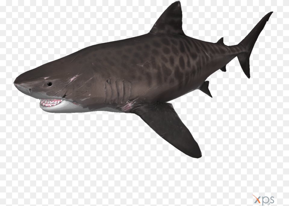 Tiger Shark No Background, Animal, Sea Life, Fish Free Png Download