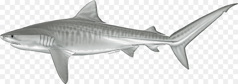 Tiger Shark Profile, Animal, Fish, Sea Life Png Image