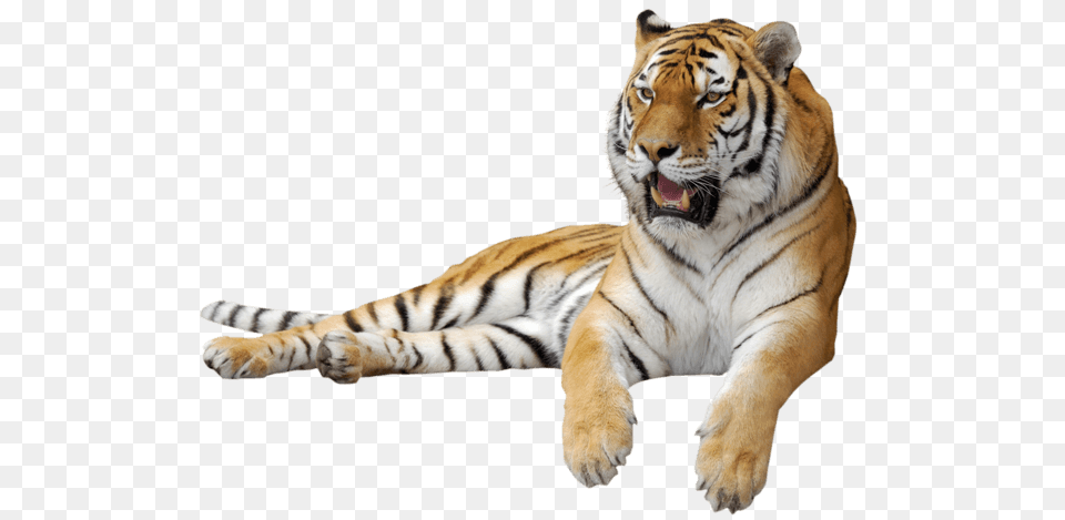 Tiger Sitting Sideview, Animal, Mammal, Wildlife Free Png Download
