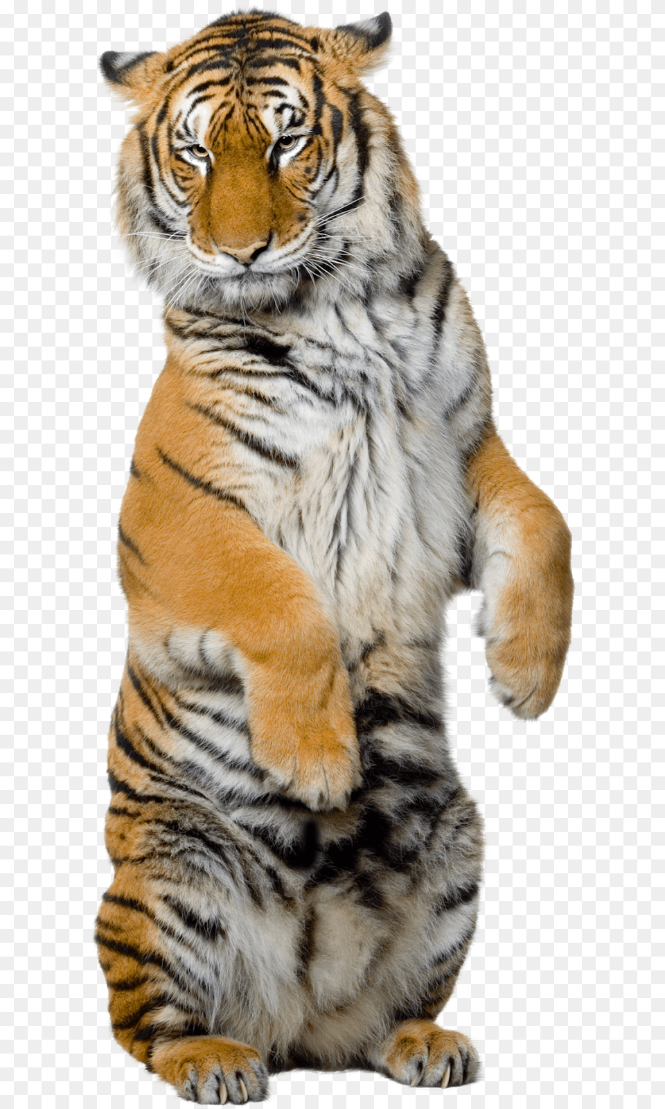 Tiger Standing Up, Animal, Mammal, Wildlife Free Png