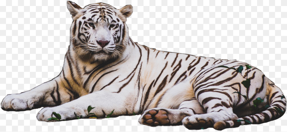 Tiger Stripes Animal Tiger Cat Feline White 4k Wallpaper White Tiger, Mammal, Wildlife Png Image