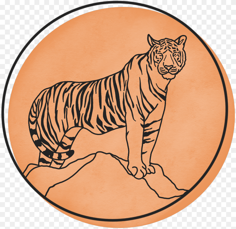 Tiger Sun Tee Untiled, Animal, Mammal, Wildlife Png