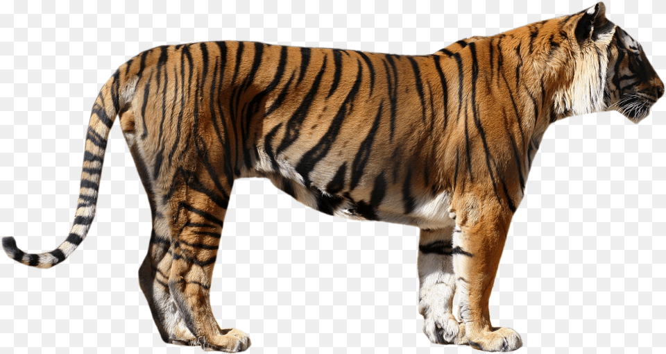 Tiger Tiger Front And Side View, Animal, Mammal, Wildlife Free Png
