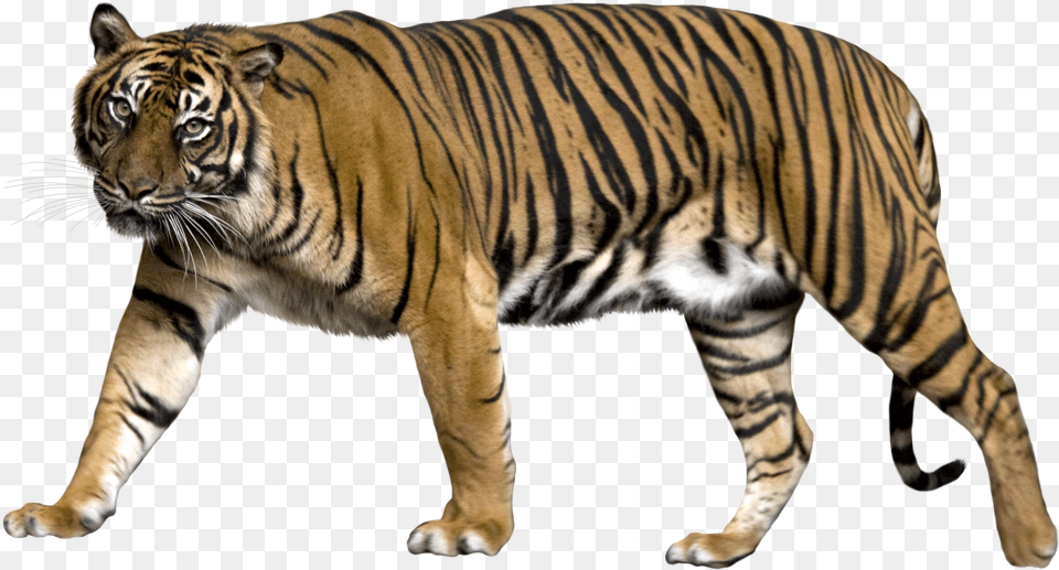 Tiger Tiger With No Background, Animal, Bonito, Fish, Sea Life Png