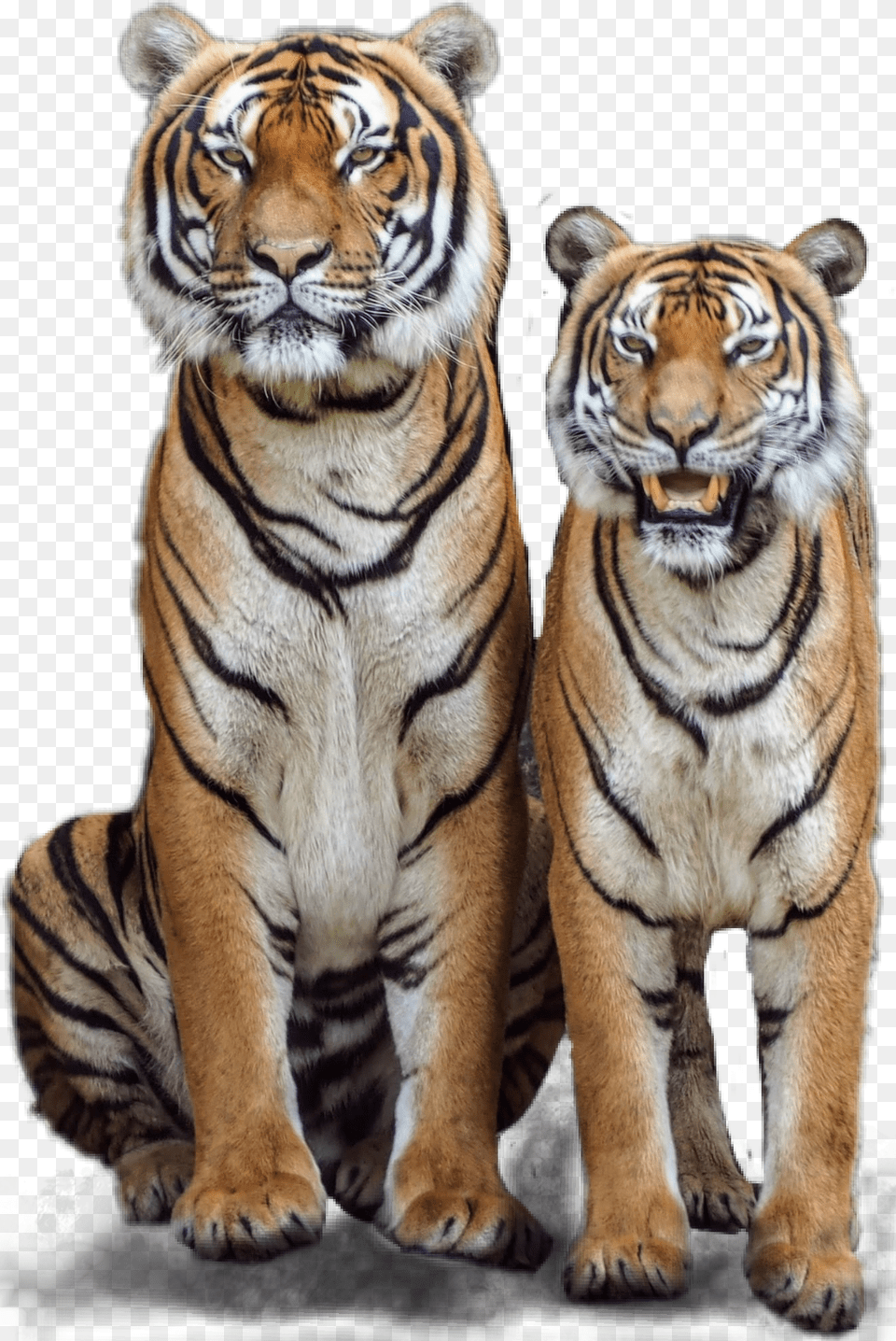 Tiger Tigers Couple Jungle Jhyuri Male Tiger Female Tiger, Animal, Mammal, Wildlife Free Transparent Png