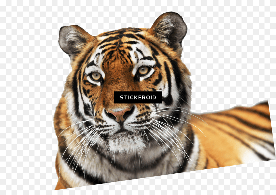 Tiger Tigr Dartmoor Zoological Park, Animal, Mammal, Wildlife Free Png