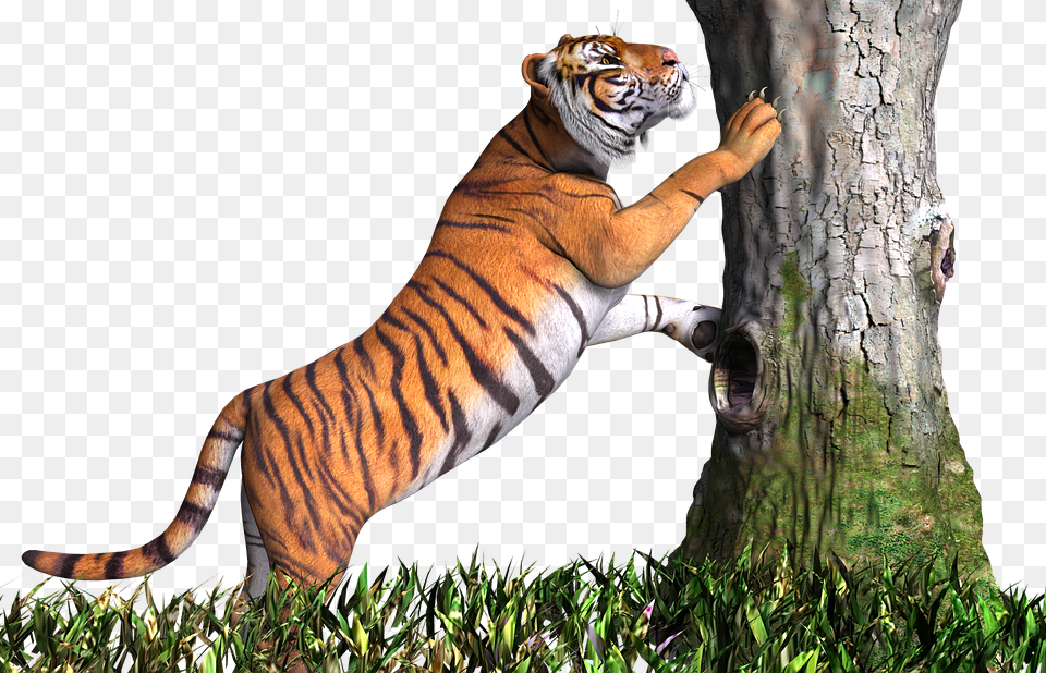 Tiger Transpa Images And Clipart Picsart Tiger, Animal, Mammal, Wildlife Free Transparent Png