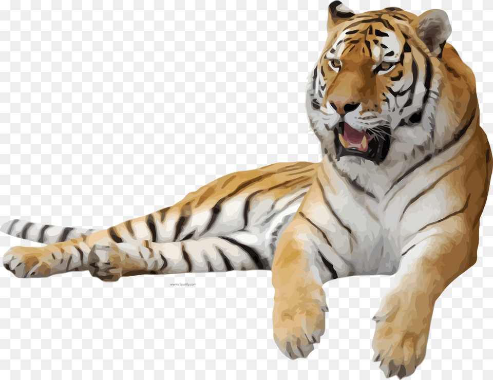Tiger Transparent Background, Animal, Mammal, Wildlife, Person Free Png Download