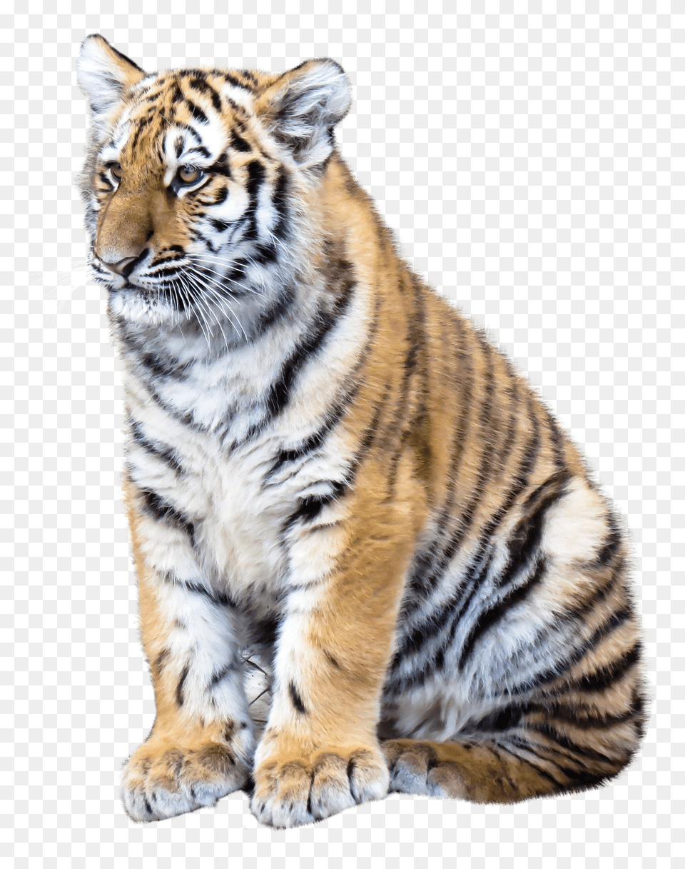 Tiger Transparent Image, Animal, Mammal, Wildlife Png