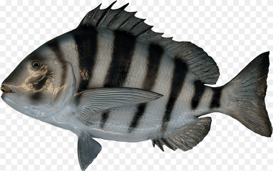 Tiger Transparent Image Water Fish No Background, Animal, Sea Life, Perch Free Png