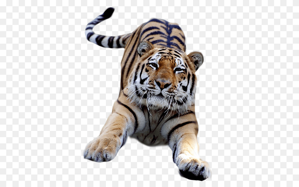 Tiger Transparent Pictures, Animal, Mammal, Wildlife Free Png