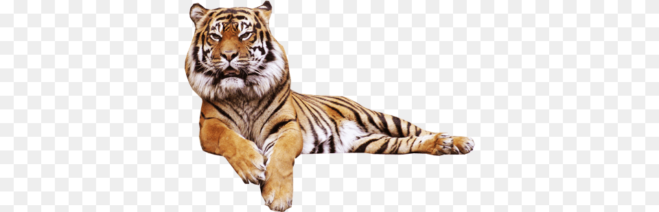 Tiger Transparent Tumblr Tiger Transparent, Animal, Mammal, Wildlife Free Png Download