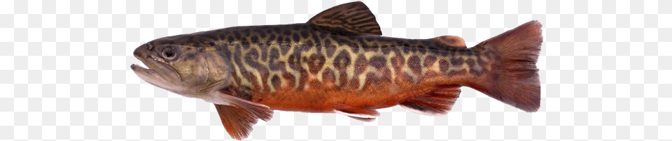 Tiger Trout Tiger Trout Ct, Animal, Fish, Sea Life Free Png