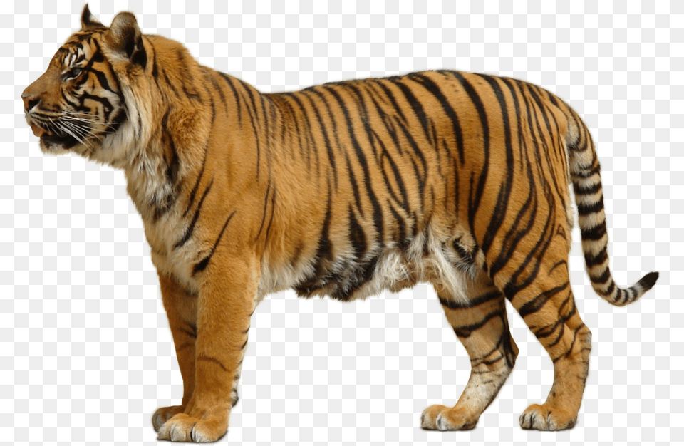 Tiger Vectors Tiger, Animal, Mammal, Wildlife Free Png
