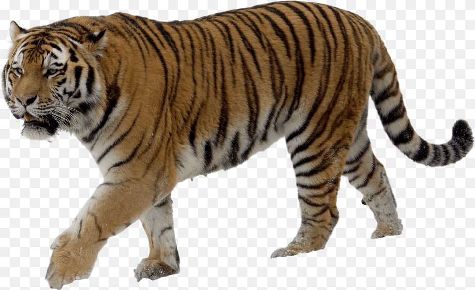 Tiger Video, Animal, Mammal, Wildlife Png