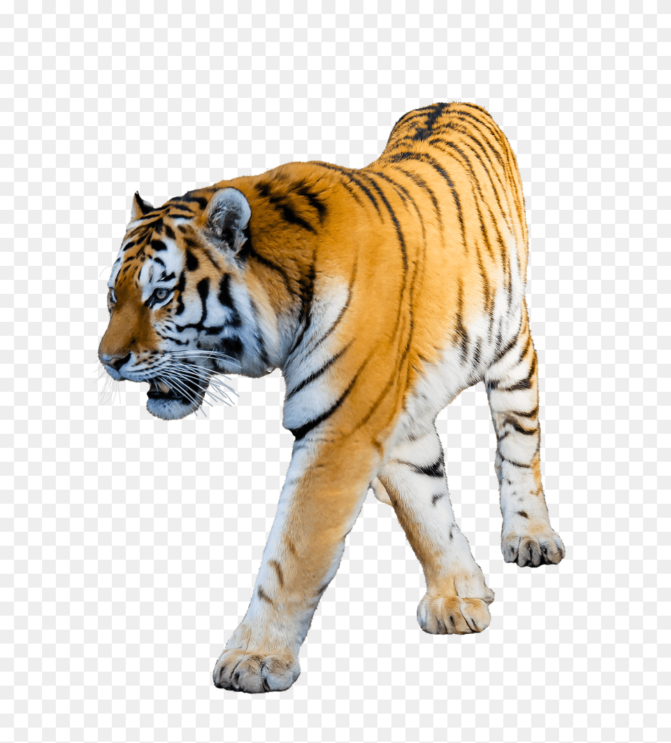 Tiger Walking, Animal, Mammal, Wildlife Png