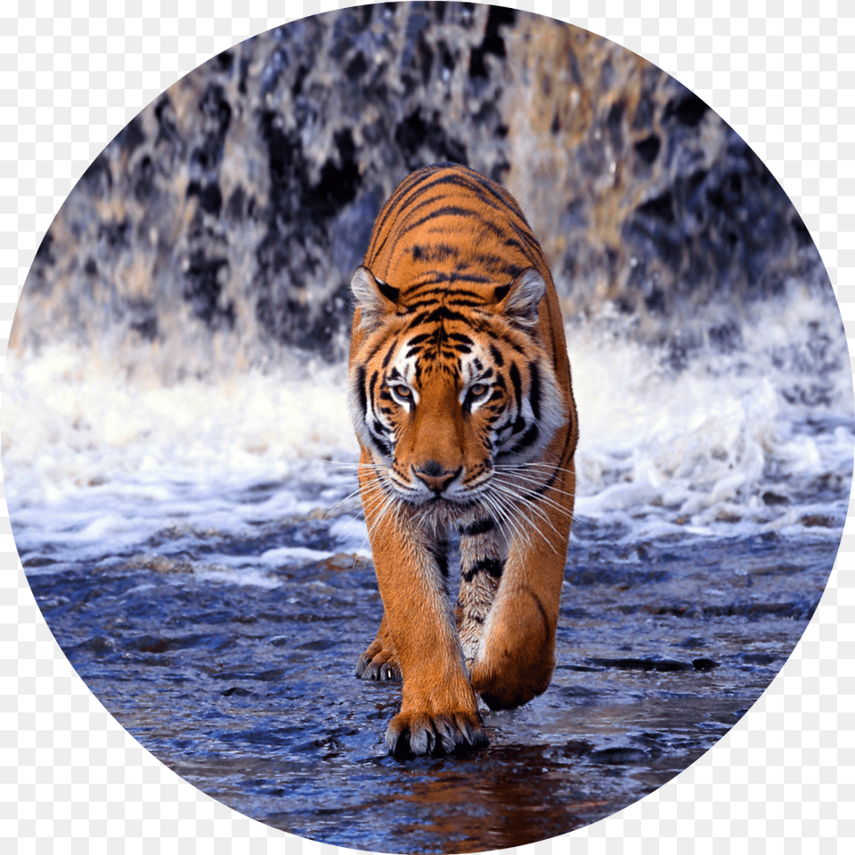 Tiger Walking Images Hd Tiger Walking Images Hd, Animal, Mammal, Wildlife Png