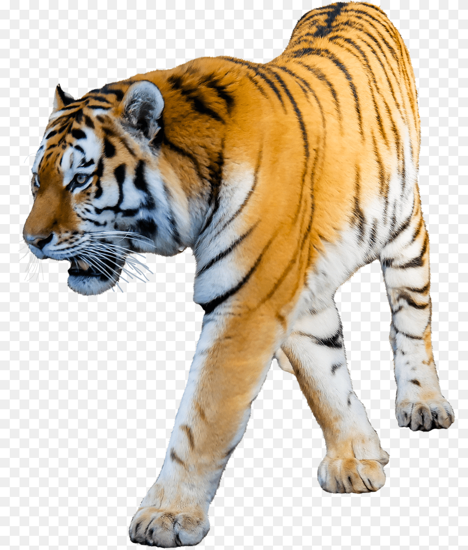 Tiger White Background Tiger No Background, Animal, Mammal, Wildlife Free Png