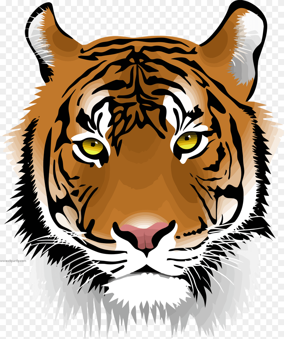 Tiger Wild Face Clipart Download Tiger Clip Art, Baby, Person, Animal, Mammal Png