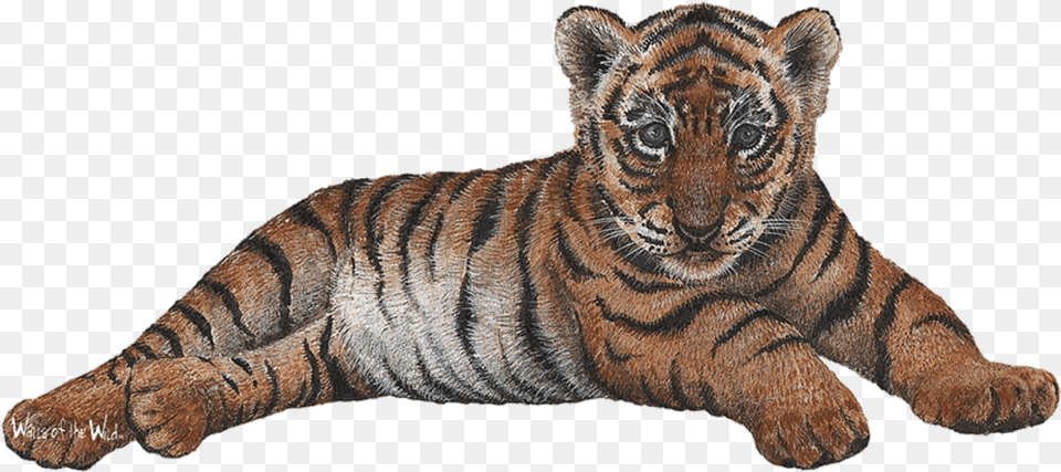 Tiger With Cub, Animal, Mammal, Wildlife Png