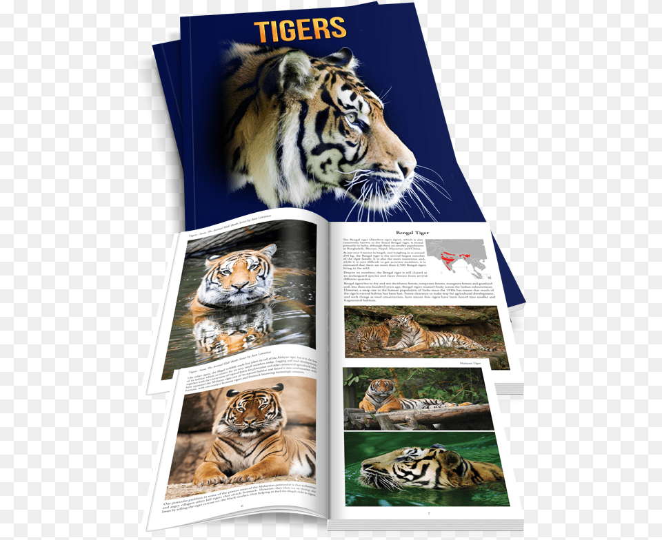 Tigers Siberian Tiger, Animal, Mammal, Wildlife, Advertisement Free Png