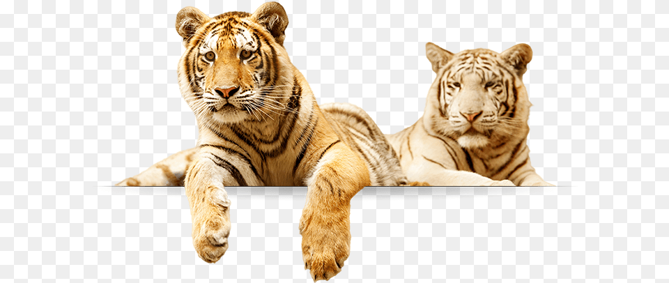Tigers Tigers, Animal, Mammal, Tiger, Wildlife Free Transparent Png