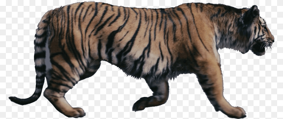 Tigers Were Talking Beasts In Narnia Chronicles Of Narnia Tiger, Animal, Mammal, Wildlife Png Image