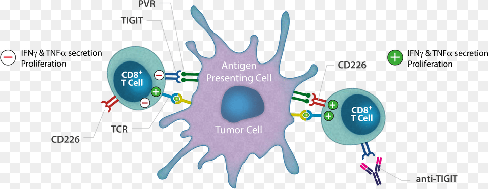 Tigit Antagonist Monoclonal Antibody Tigit And T Cells, Ct Scan, Outdoors, Nature, Night Free Transparent Png