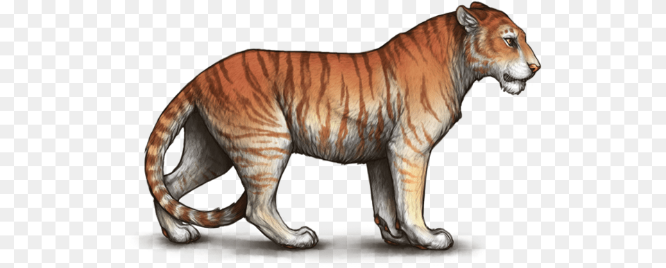 Tigon Lioden, Animal, Mammal, Tiger, Wildlife Free Png Download